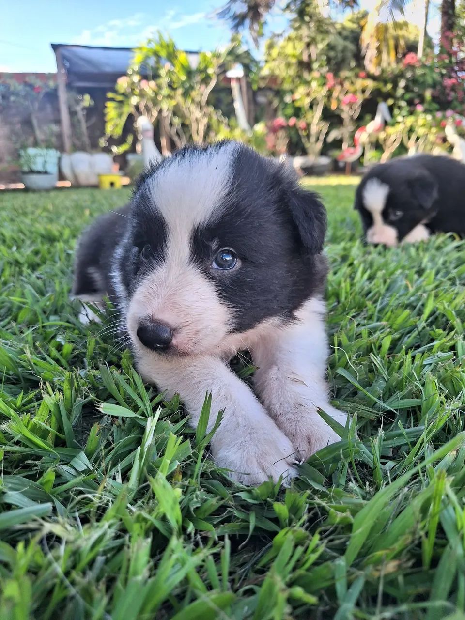 Border Collie Machos à Venda. - Foto 3