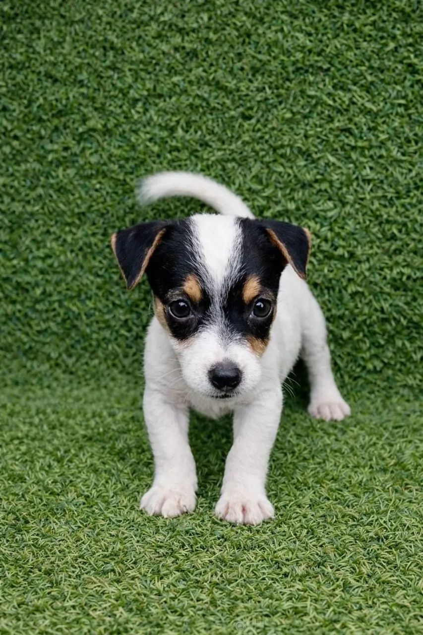 Jack Russel filhotes
