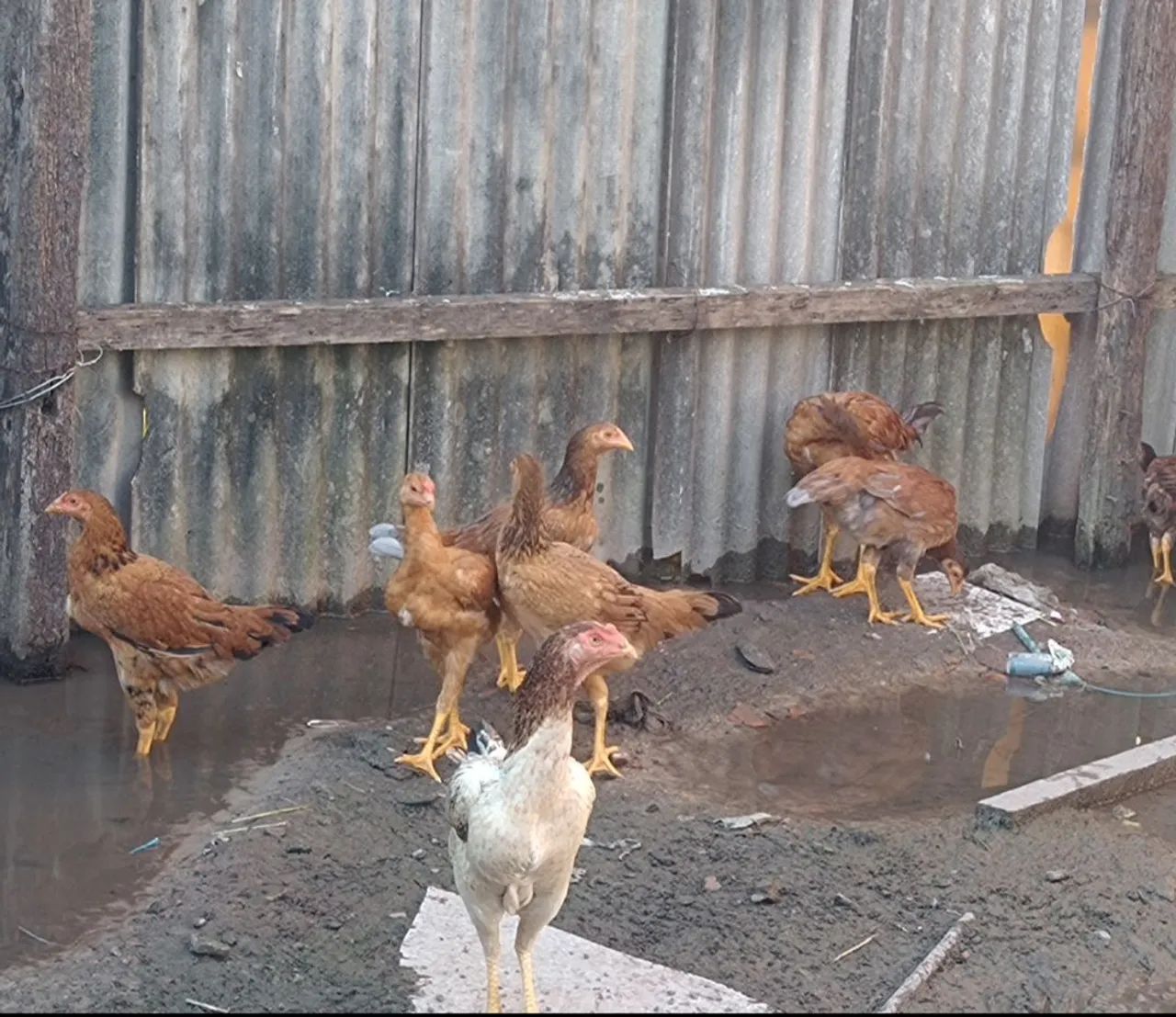 Galinhas de raça  - Foto 3