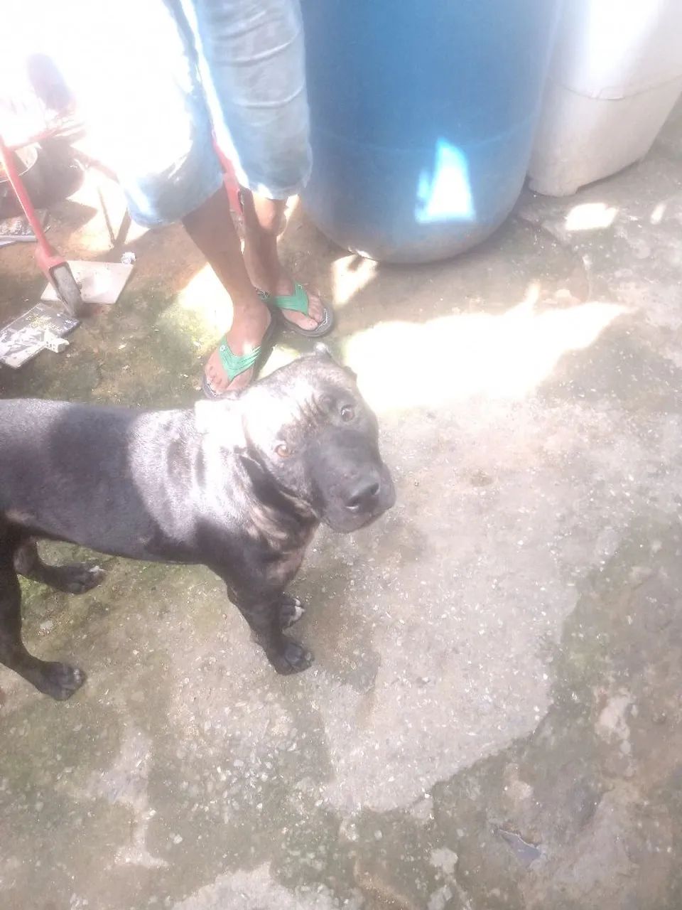 Doa se Pitbull  - Foto 3