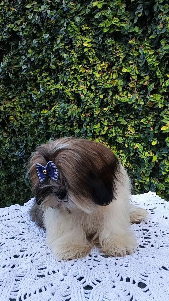 Shih tzu Macho - Foto 4