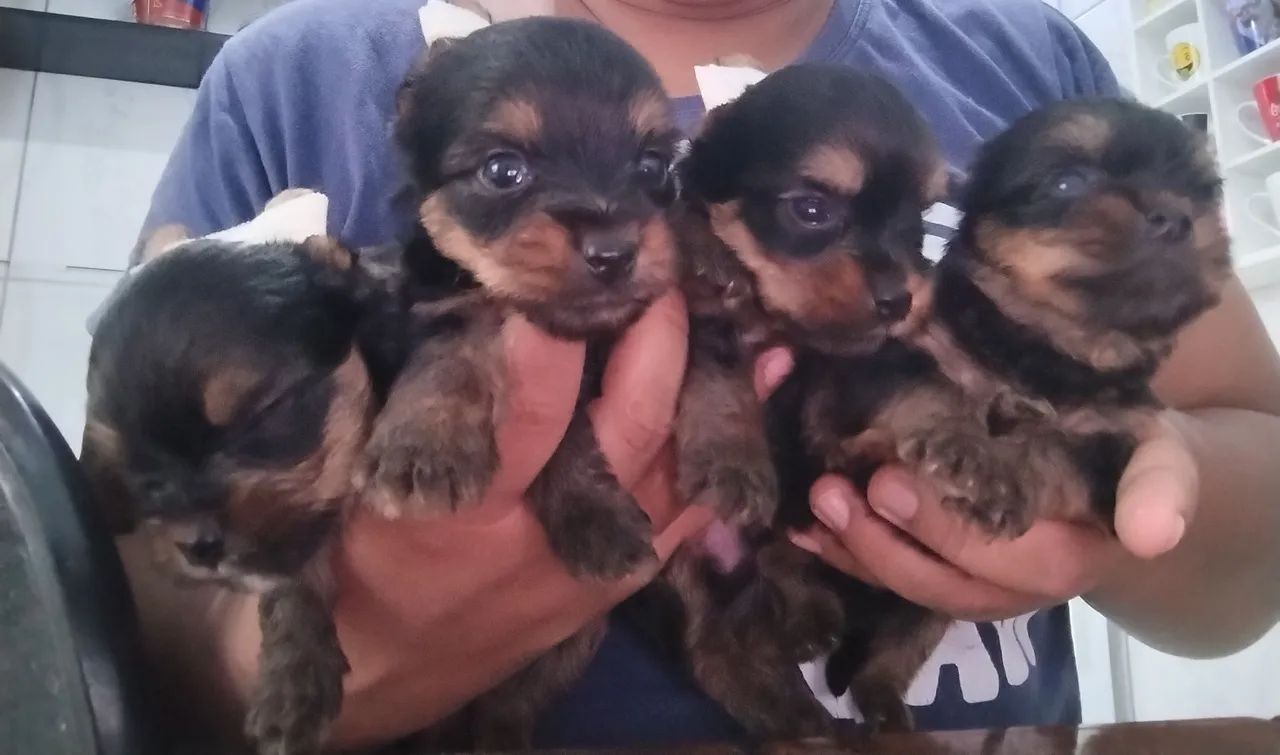 Vendo yorkshire terrier *68