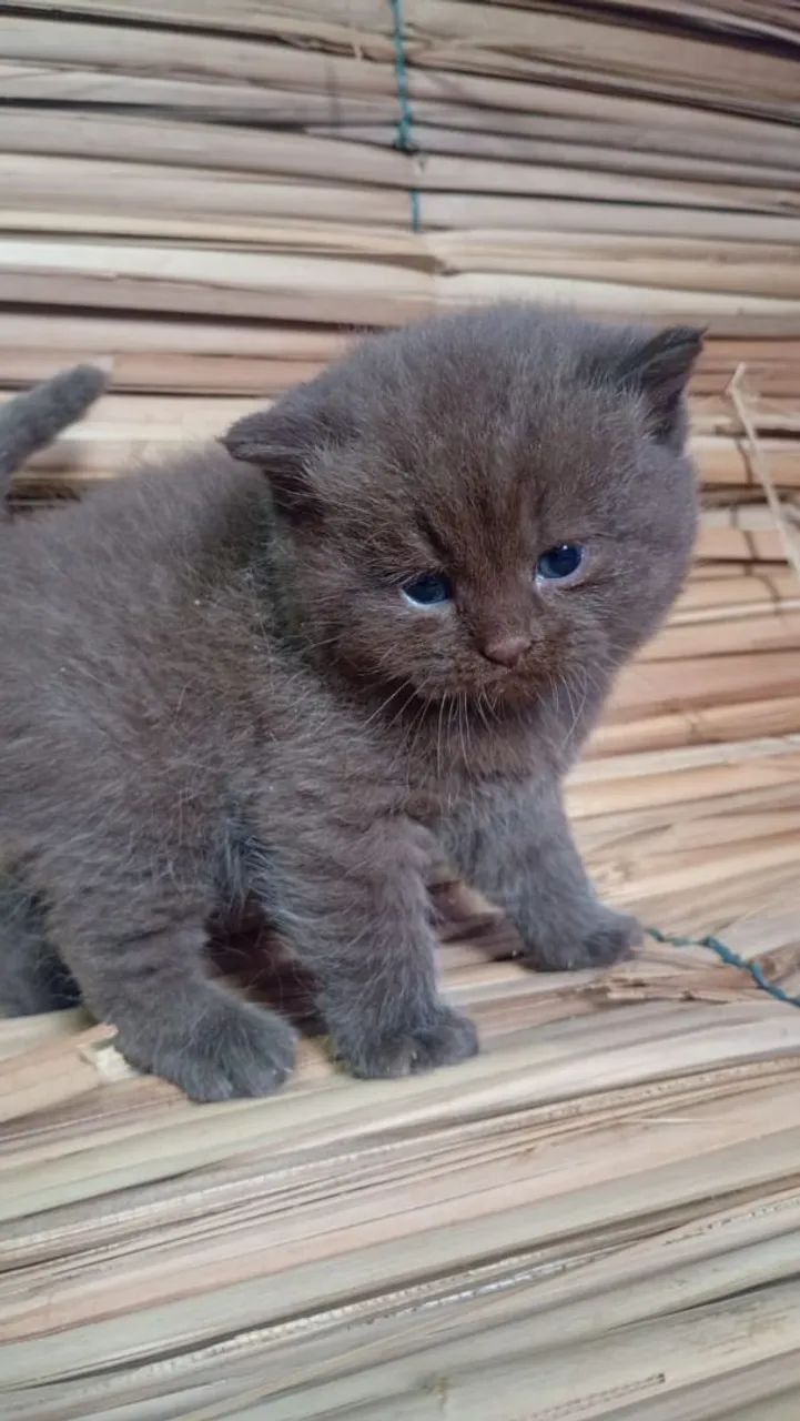 Gato britsh shorthar 