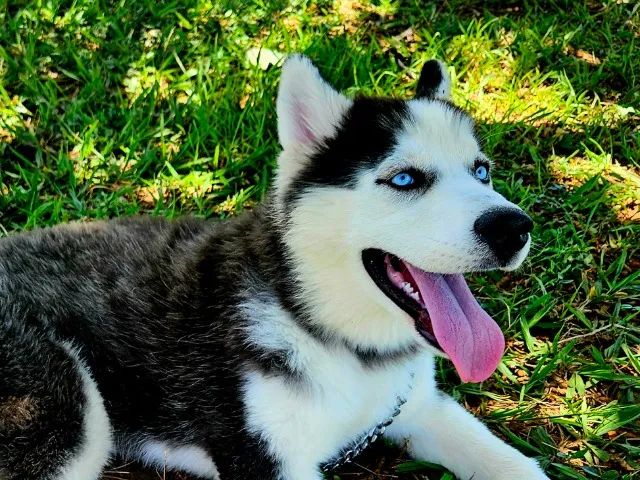 FILHOTE DE HUSKY SIBERIANO c/ DESCONTO de R$ 500,00!!! ÚLTIMA Fêmea c/ PEDIGREE da CBKC!!!