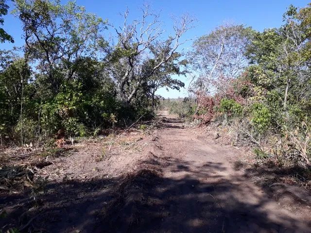 FAZENDA LIZARDA - LAVOURA E PECUÁRIA