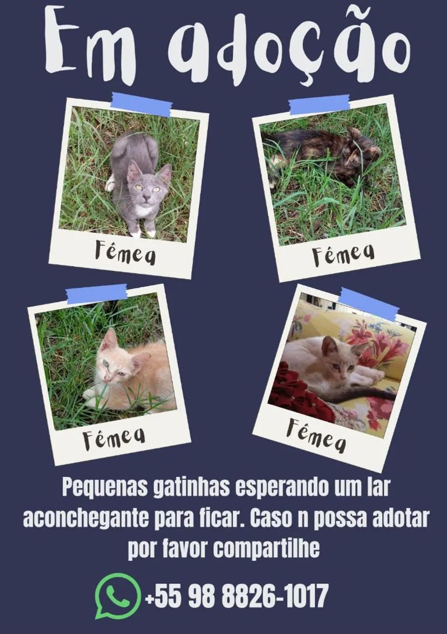 Adoção 