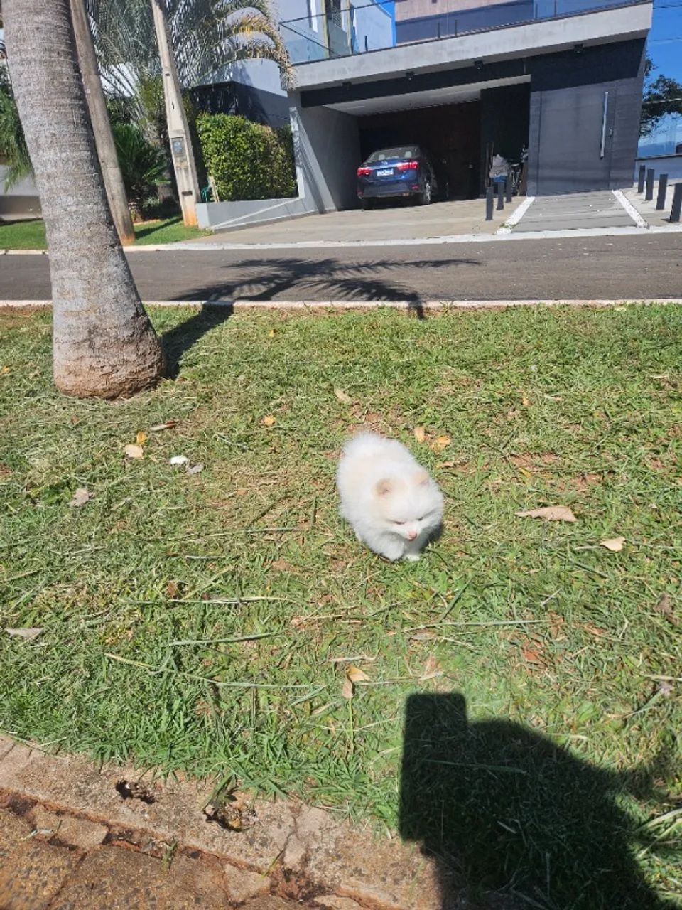 Spitz Alemão  - Foto 4