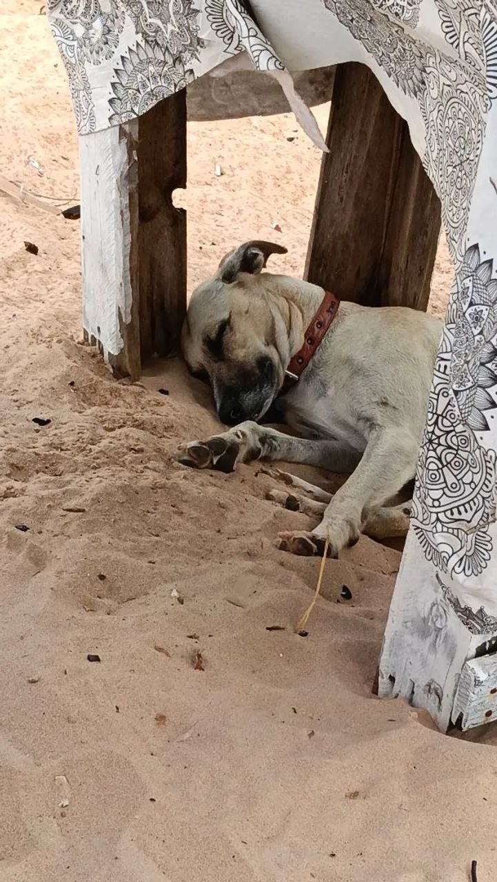 Adoção 