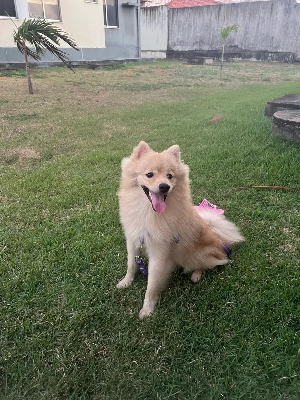 Spitz alemão - Foto 3