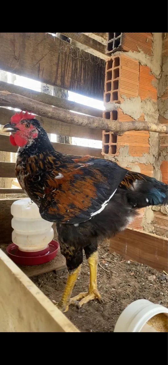 Galinha GSB sertaneja  balão  - Foto 5