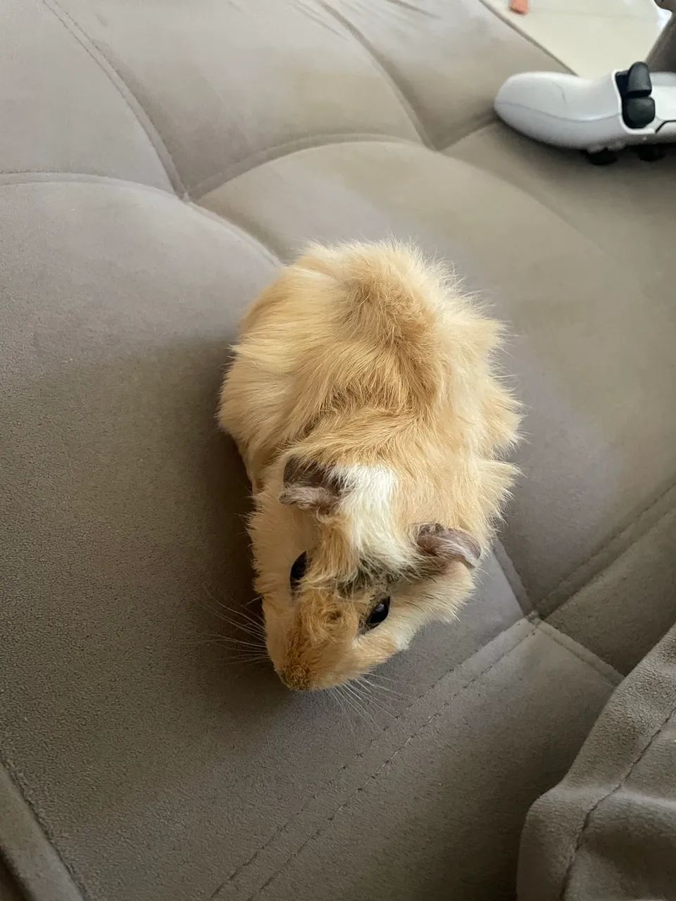 Porquinho da índia macho 