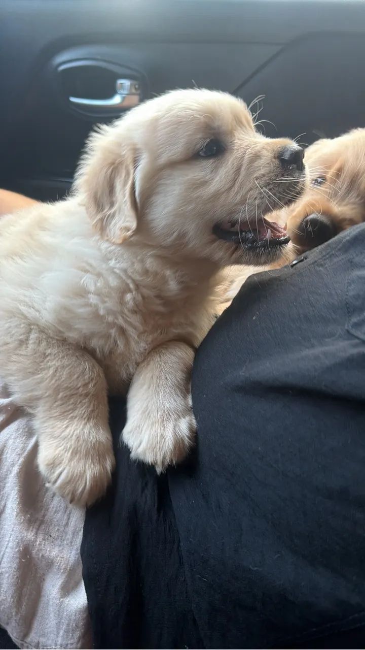 Goldem Retriever  - Foto 2