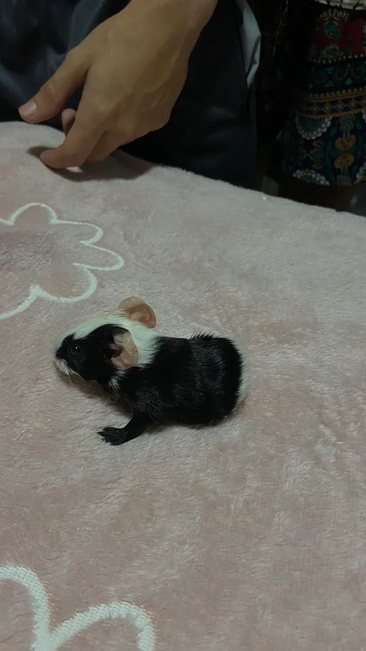 Porquinho da índia - Foto 5