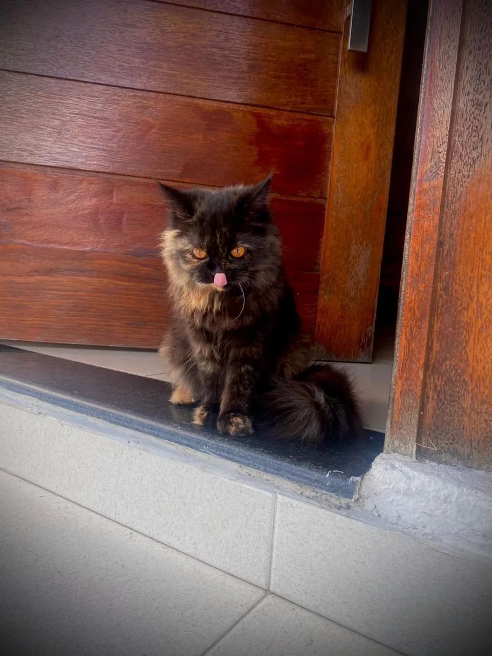 Gata Persa - Foto 3
