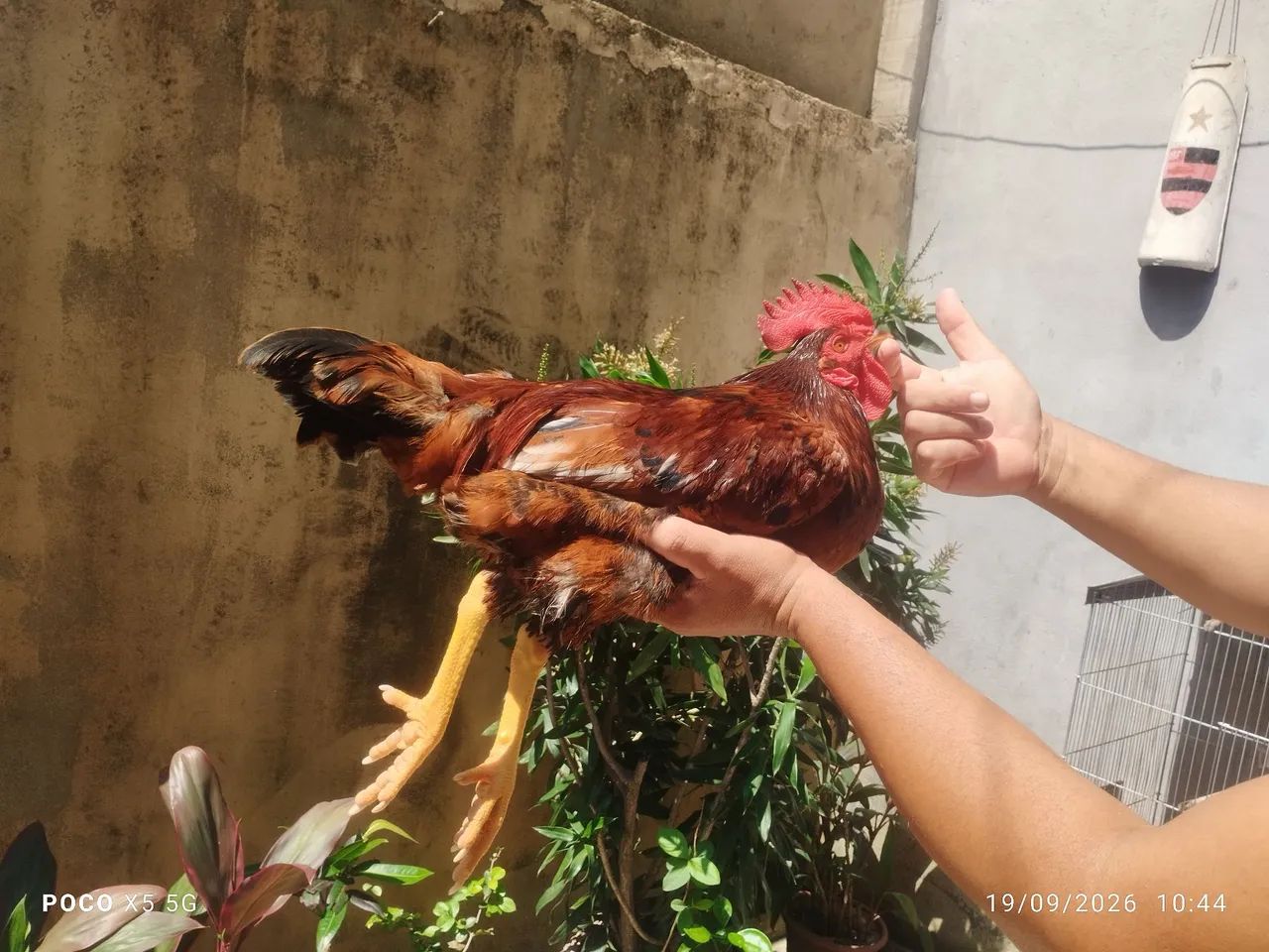 Rhode Island Red  - Foto 2