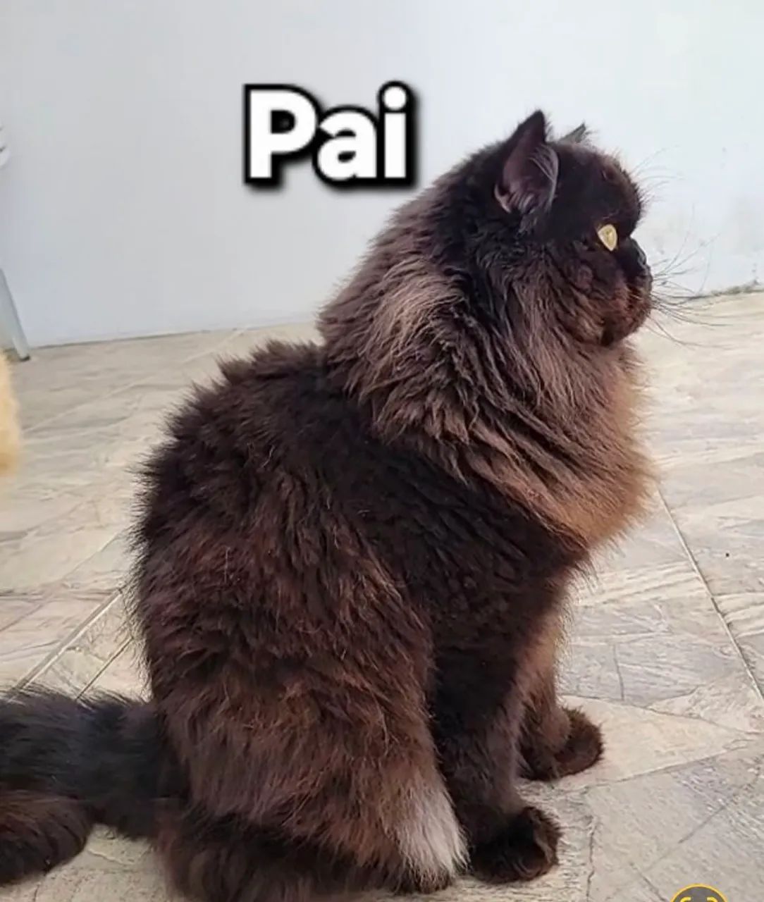 Gato Persa  - Foto 5