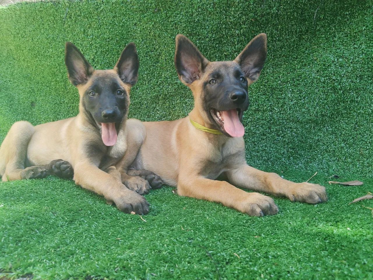 Pastor Belga Malinois  - Foto 4