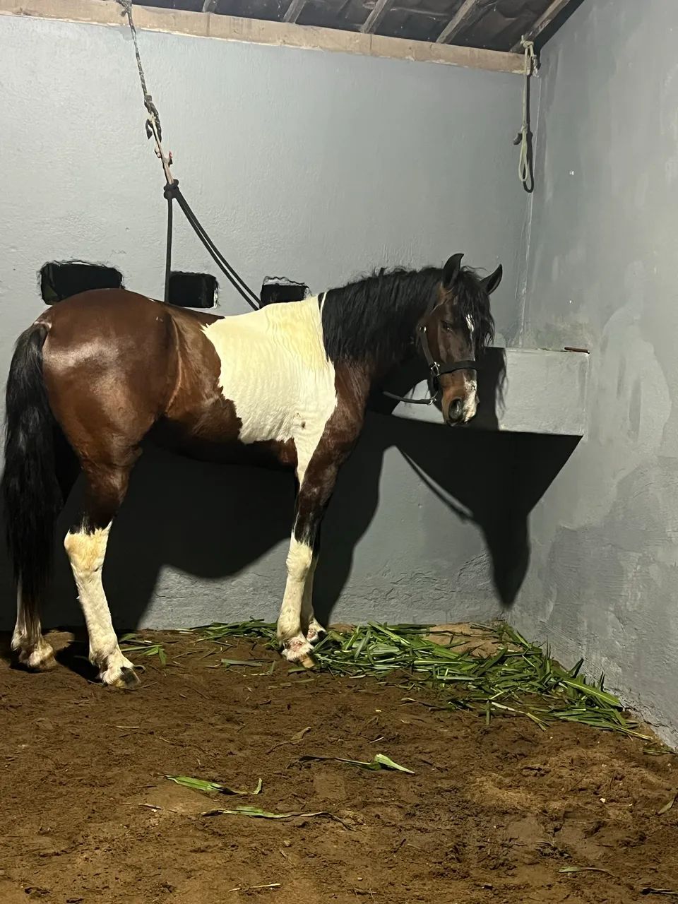 Cavalo mangalarga marcha picada registrado