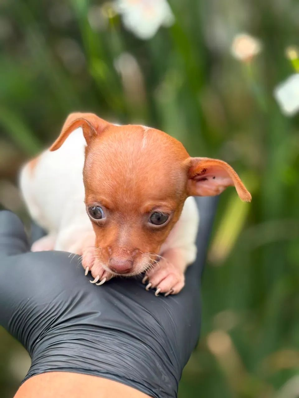 fêmeas pinscher  - Foto 2