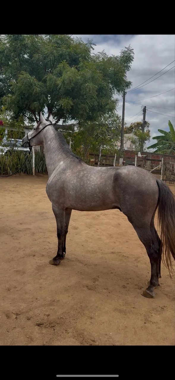 Cavalo mangalarga premiado em pista  - Foto 4