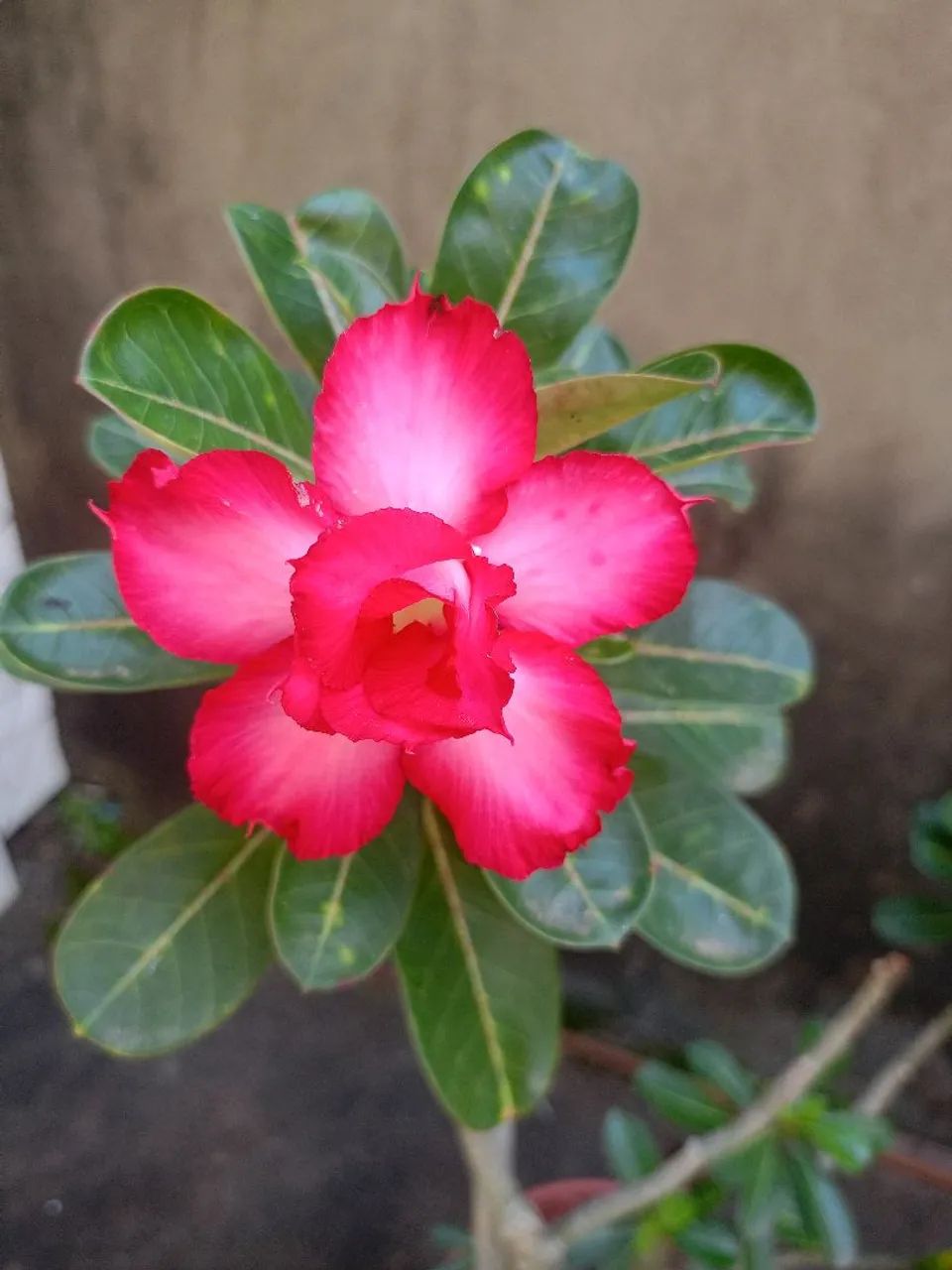 Rosa do deserto  - Foto 4
