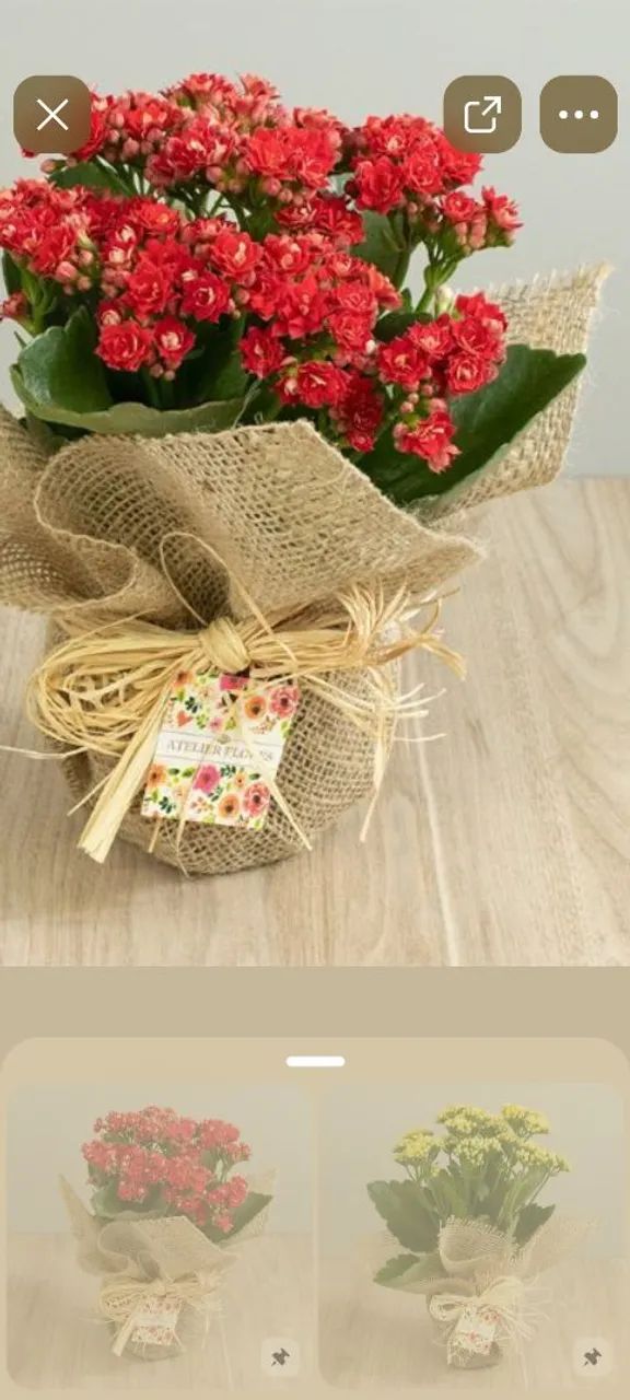PLANTA DECORAÇÃO E FESTA - Foto 3