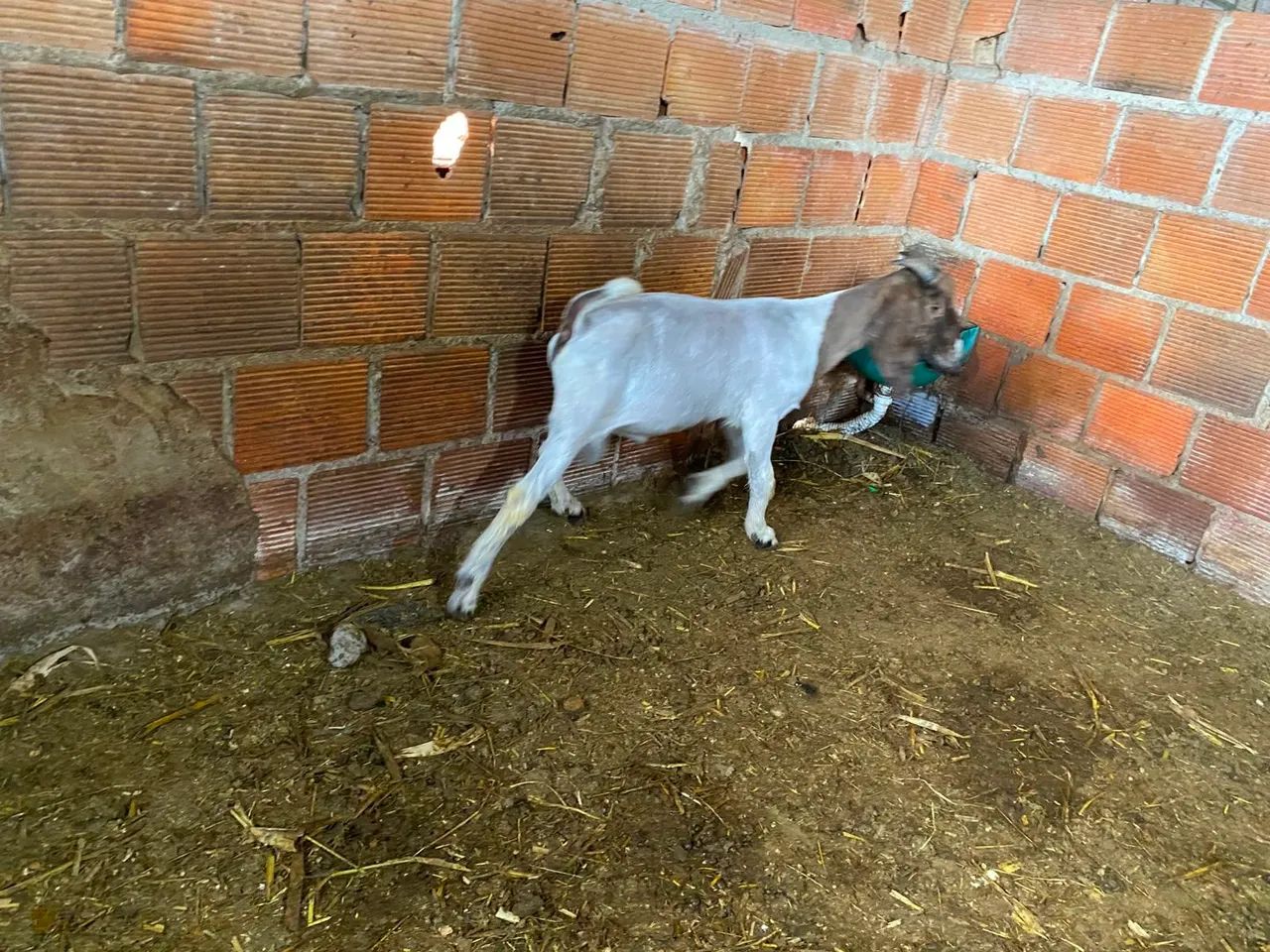Cabrito bôer  - Foto 2