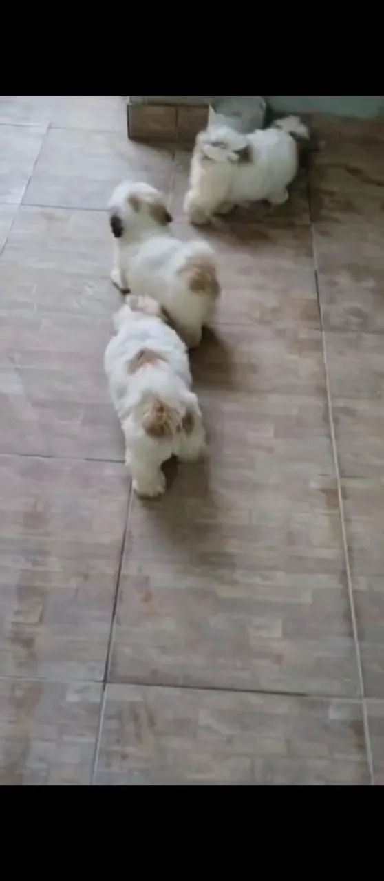Shitzu 