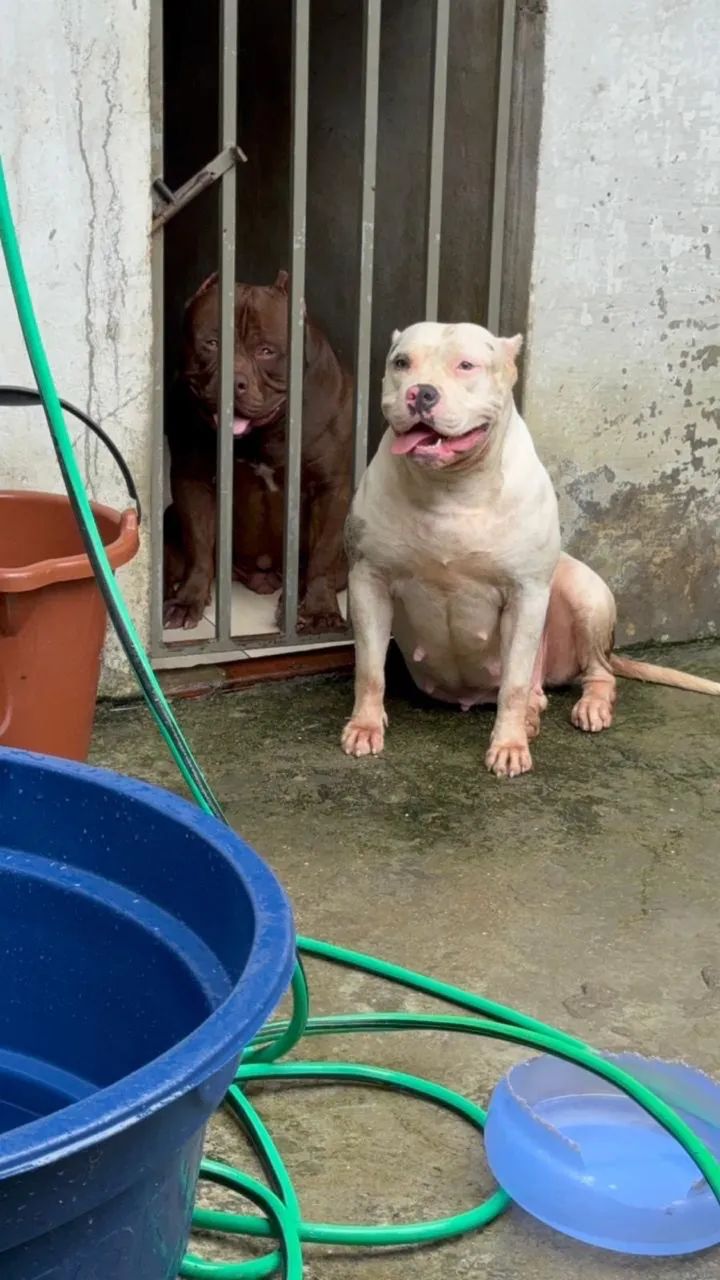 PITMONSTER DE 6 MESES A VENDA. - Foto 2
