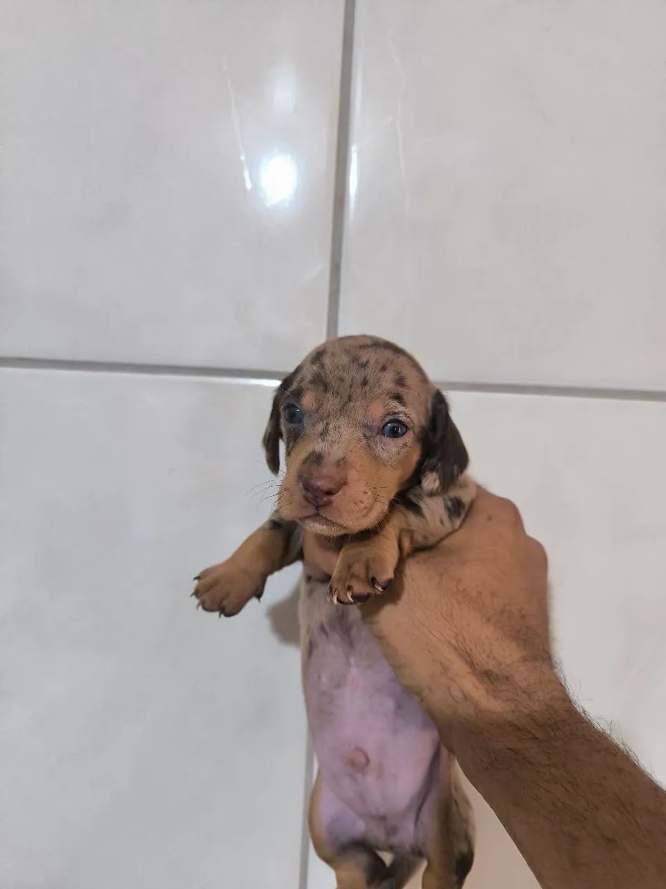 Salsicha mofado , machinho  - Foto 4
