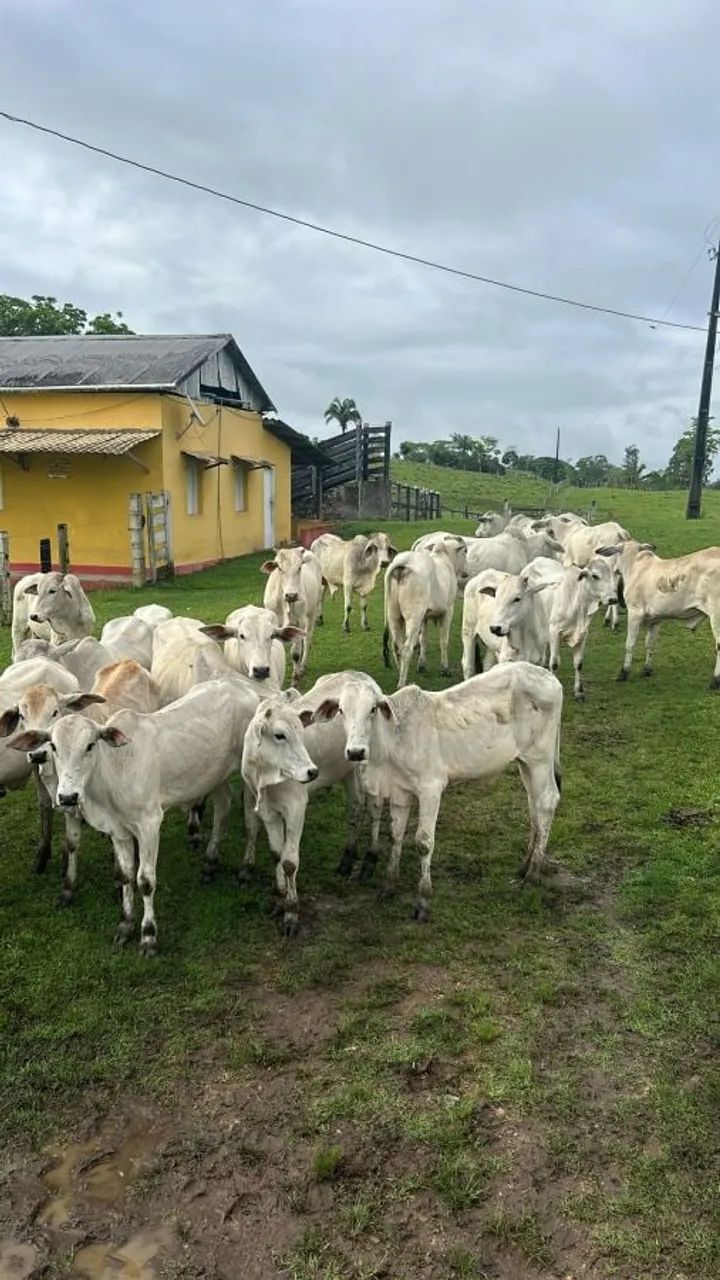 FAZENDA PRODUTIVA À VENDA - Foto 4