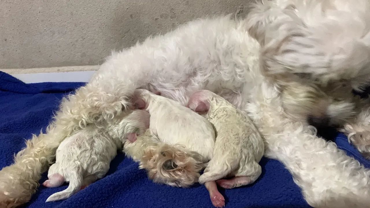 Cachorro - Foto 2
