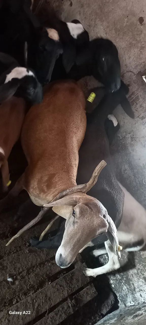 Lote de 8 Ovelhas 