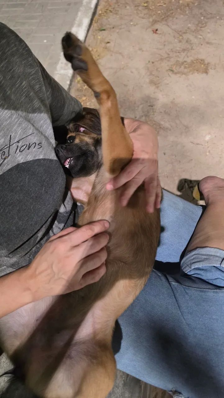 Cachorrinha para doação responsável