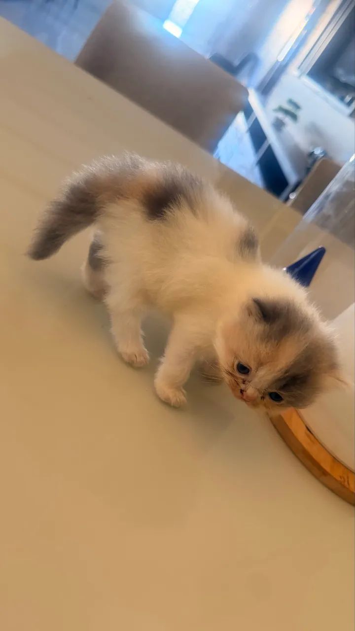 Gato persa - Foto 2