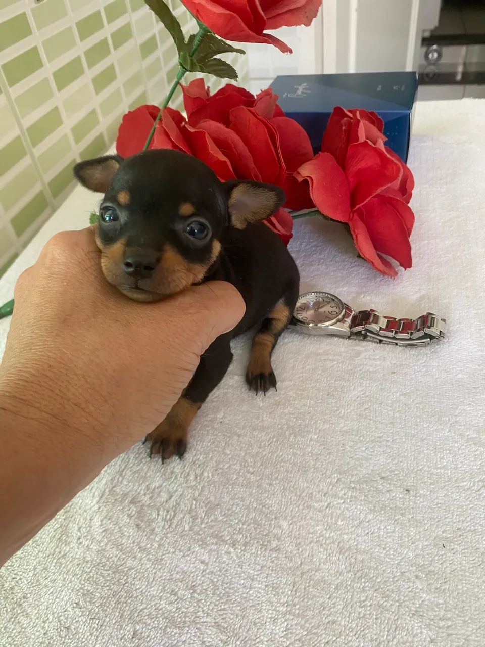 Pinscher  - Foto 3