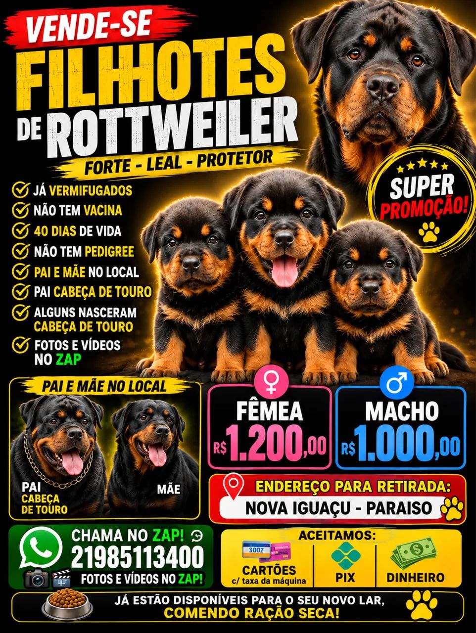 Filhotes de rottweiler  - Foto 2