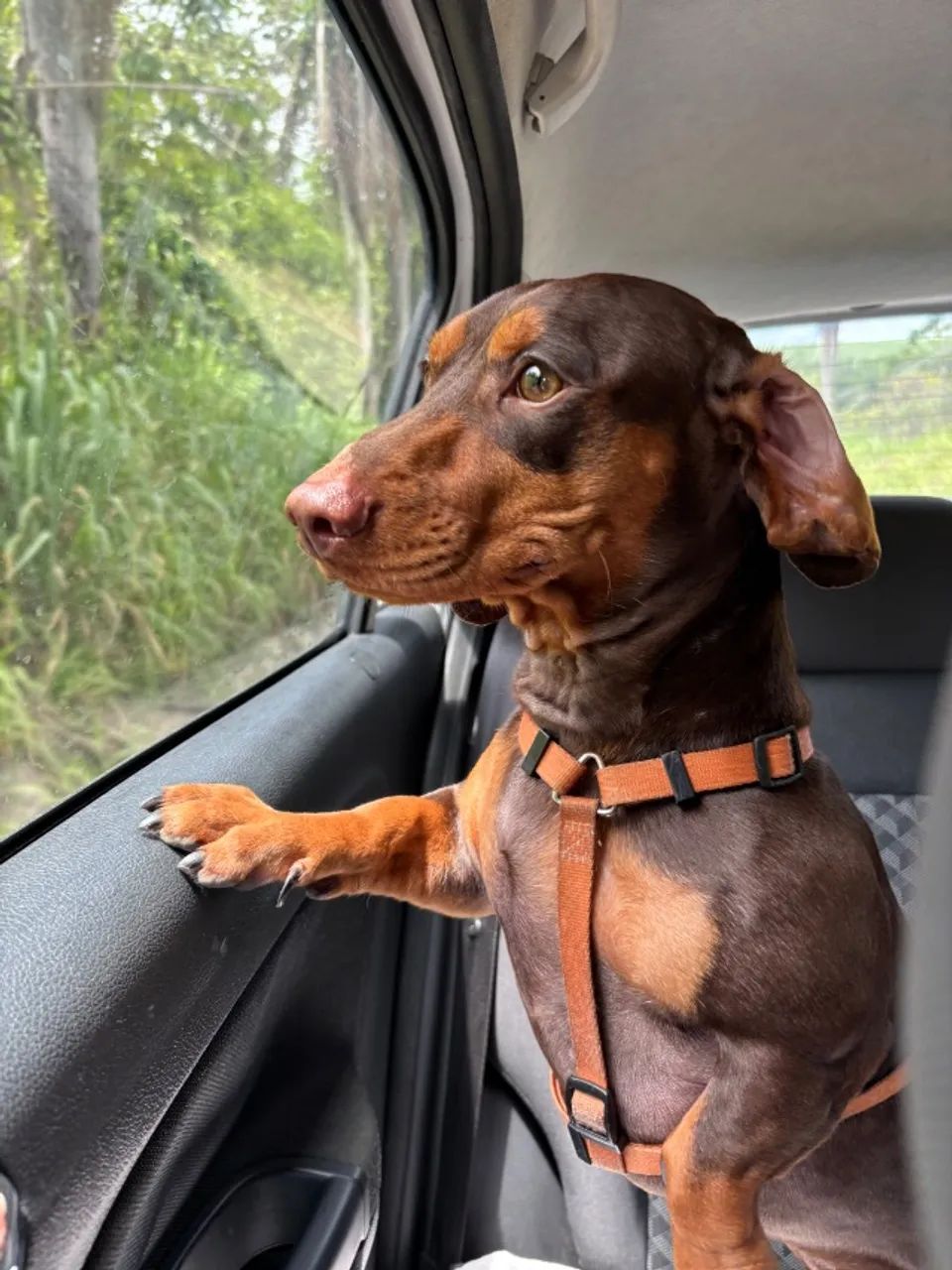 Dachshund, procuro namorada - Foto 3