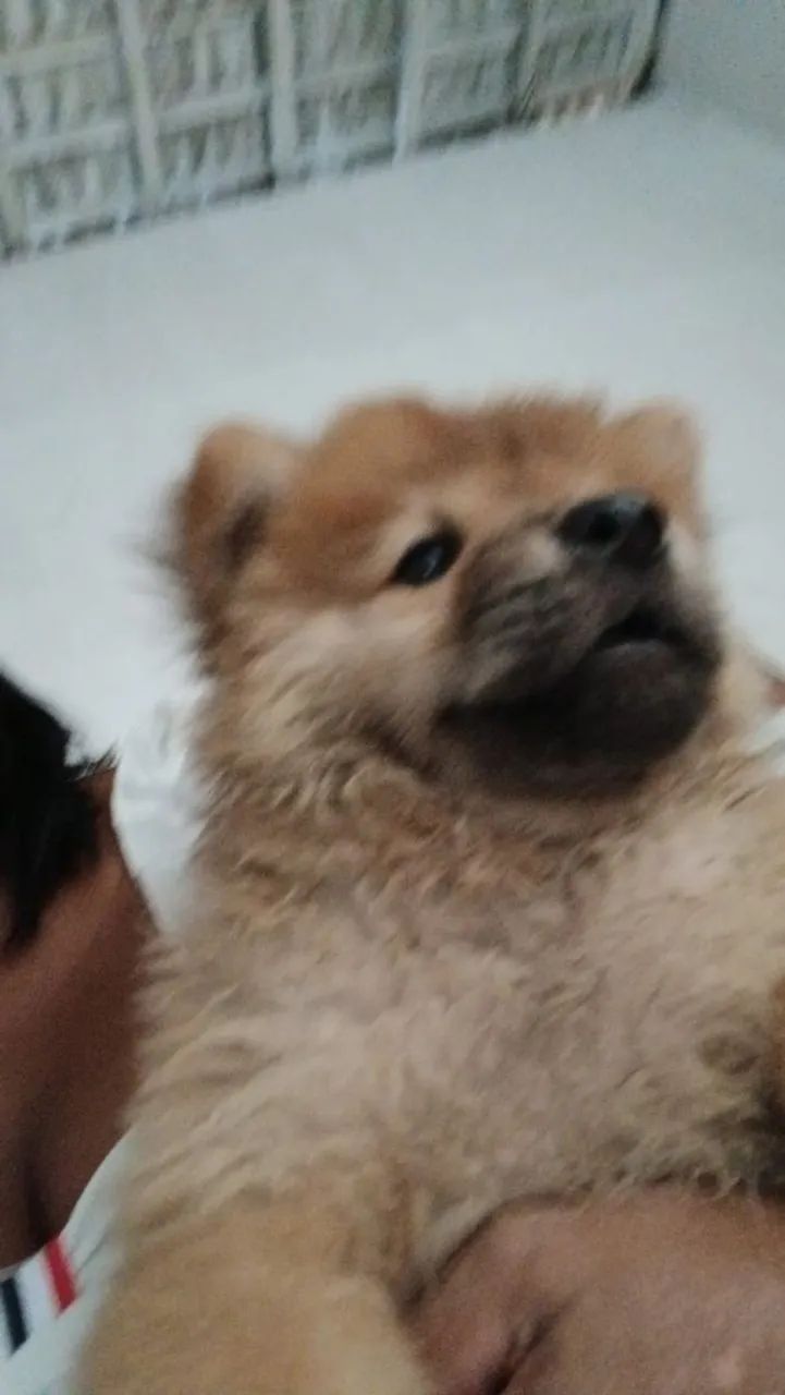 VENDE-SE CACHORROS CHOW CHOW - Foto 4