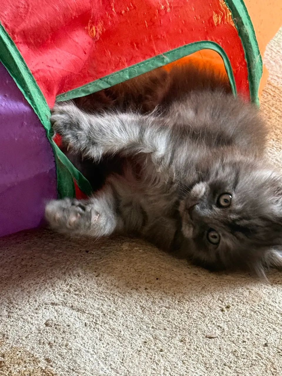 Filhotes Maine Coon com Pedigree  - Foto 2