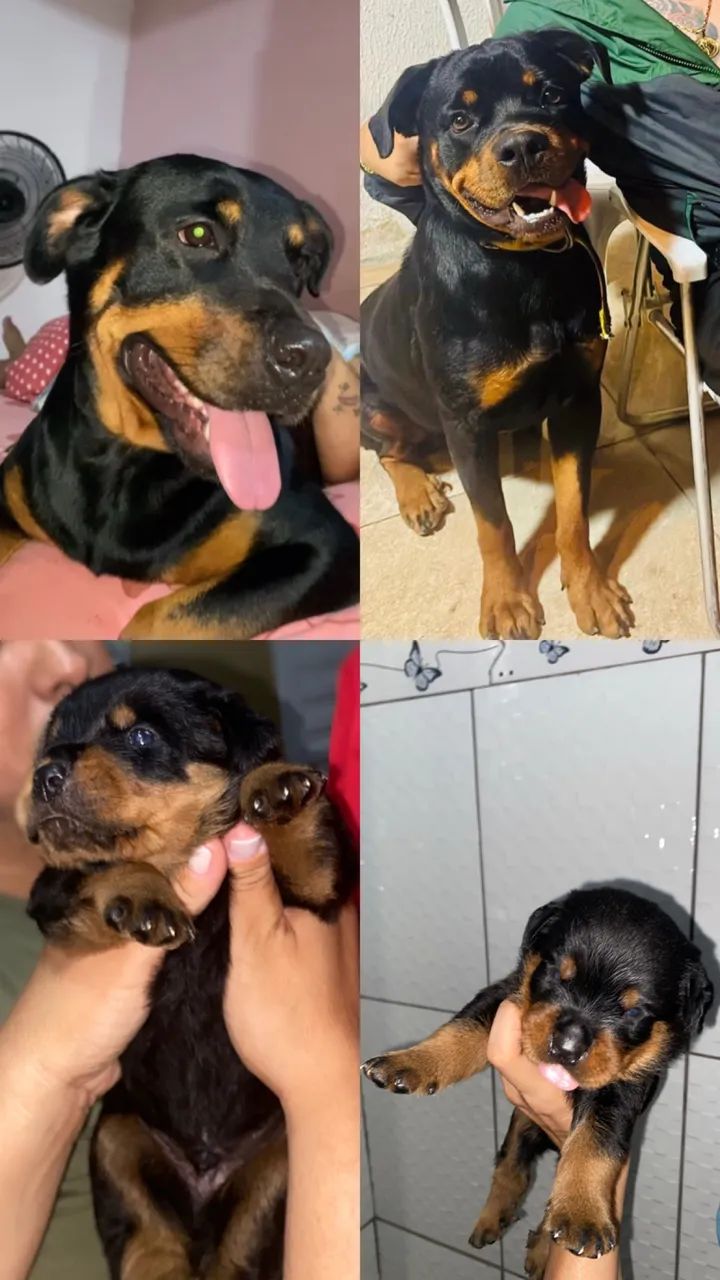 Cachorro 