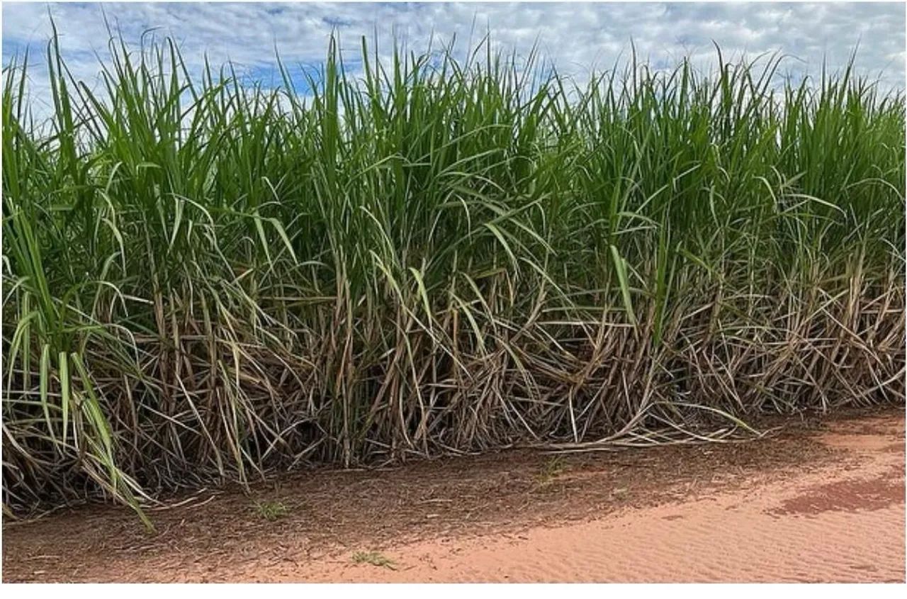 Fazenda de cana a 150 mil o alqueiro 
