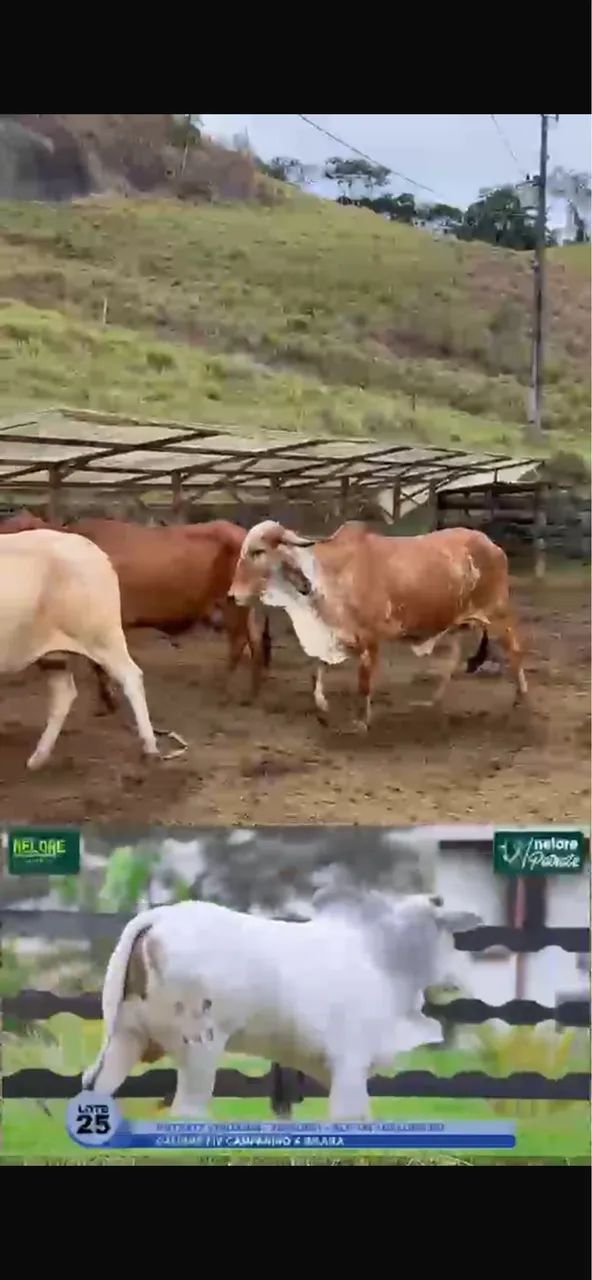 Vacas paridas com bezerros  - Foto 5