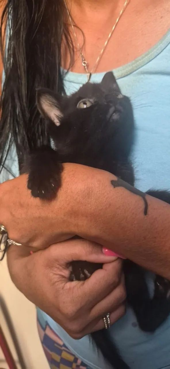 GATINHO MACHO DOAÇÃO - Foto 2