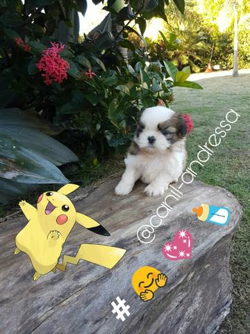 Shih tzu