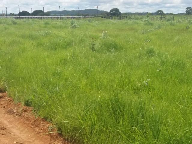 Linda Fazenda no estado de Tocantins - Foto 15