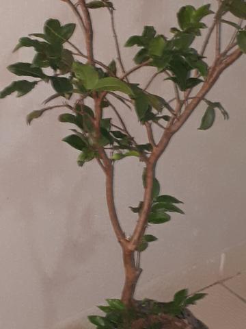 Mudas fruteiras a partir de 15 reais. otima jabuticabeira:R$40 - Foto 2