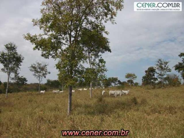 124C/Ótima fazenda de 600 hectares preparada para pecuária - Foto 10