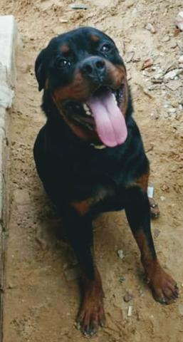 Rottweiler macho - Foto 2