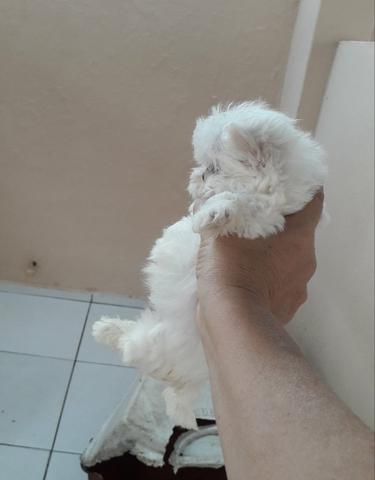 Filhotes de maltês